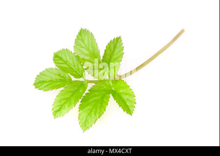 Les jeunes feuilles de l'ancien (Aegopodium podagraria). Focus sélectif et profondeur de champ. Banque D'Images