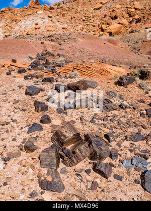 Le bois pétrifié tree log pièces dans la forêt pétrifiée de Wolverine Wolverine Creek zone au large de la piste en grand Staircase-Escalante National Monument Utah Banque D'Images