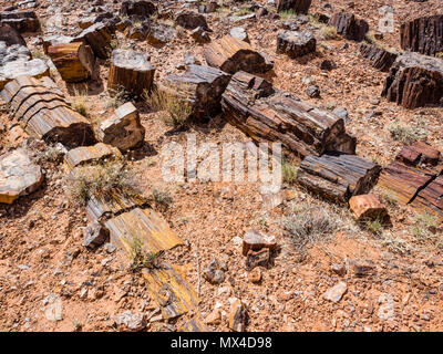 Le bois pétrifié tree des segments de journal dans la région située le long de la forêt pétrifiée de Wolverine Wolverine Creek Trail dans Grand Staircase-Escalante National Monument Utah Banque D'Images