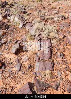 Le bois pétrifié tree des segments de journal dans la région située le long de la forêt pétrifiée de Wolverine Wolverine Creek Trail dans Grand Staircase-Escalante National Monument Utah Banque D'Images