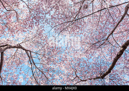 À la recherche jusqu'à fleur de cerisier sakura arbres isolés contre vue ciel rose avec pétales de fleurs au printemps, printemps, Washington DC ou le Japon, branc Banque D'Images