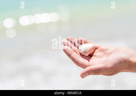 Homme ou femme gros plan main tenant un coquillage blanc sea shell au cours de bombardements activité d'amusement sur l'île de Sanibel, la Floride, lors de journée avec de spar bokeh Banque D'Images