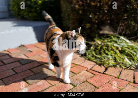 Curieux chat calico debout à l'extérieur jardin verdoyant face au soleil plein soleil la chasse sur porche, avant ou l'arrière-cour de la maison ou du jardin de la maison Banque D'Images