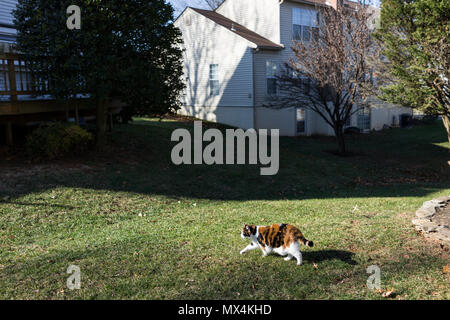Curieux chat calico balade découverte de l'extérieur jardin vert face au soleil plein soleil la chasse sur porche, avant ou l'arrière-cour de la maison ou du jardin de la maison Banque D'Images