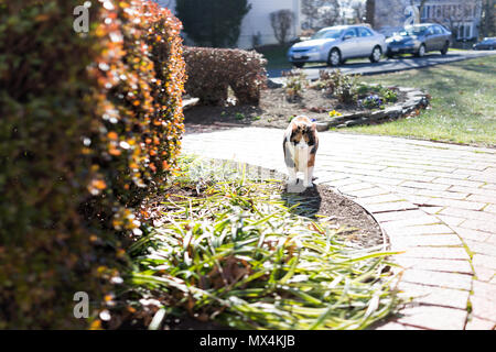 Curieux chat calico debout à l'extérieur à la verte en face du jardin ensoleillé en plein soleil la chasse sur porche, avant ou l'arrière-cour de la maison ou du jardin de la maison Banque D'Images