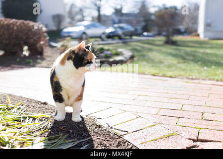 Curieux chat calico debout à l'extérieur jardin vert en gros plan face au soleil plein soleil la chasse sur porche, avant ou l'arrière-cour de la maison ou du jardin de la maison Banque D'Images