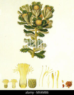 . C'est une peinture de Banksia sessilis par Ferdinand Bauer, basé sur un dessin par lui de matériel collecté à King George Sound, New Holland, en décembre 1801. début des années 1800. Ferdinand Bauer 71 Banksia sessilis (Bauer) portrait Banque D'Images