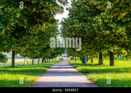 Paysage de printemps, d'été, linden alley dans le soleil, sentier dans la nature park. Branches d'arbres qui pèsent sur le chemin, Maribor, Slovénie Banque D'Images