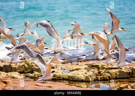 Flock of seagulls décollant de rocky shore Banque D'Images