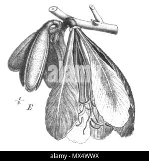 . Illustration de livre . 1891. Paul Hermann Wilhelm Taubert (1862-1897) 68 Baikiaea insignis Taub102b Banque D'Images