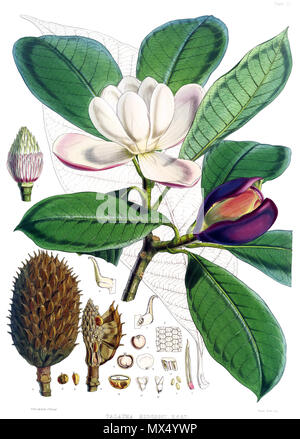 . Magnolia hodgsonii (syn. Talauma hodgsonii). Légende originale : 'rameau en fleurs de Talauma hodgsoni, avec un adulte feuille d'un jeune arbre derrière, de la taille naturelle. Fig. 1. Et la colonne d'étamines ovaria. 2. Étamine. 3. La section transversale d'étamine. 4. Le pollen. 5. Ovaire. 6. Coupe longitudinale de l'ovaire :-tout magnifié. 7. Des fruits mûrs. 8. La même chose avec la plupart des carpelles retiré, montrant l'axe et l'insertion de woody alvéolée de semences. 9. Graines :-l'ensemble de la grandeur nature. 10. Vertical, et 11 sections transversales de graines. 12. Endopleura et de l'albumine. 13. Partie de endopleura (très hautement mag Banque D'Images