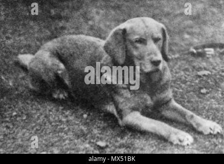 . Ben de Hyde (b.1899), le premier labrador jaune enregistré dans le monde. entre vers 1899 et vers 1910 (photo de chien né en 1899). Inconnu (photo) 79 Ben de Hyde Banque D'Images