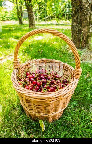 Panier en osier plein de cerises tarte portant sur pelouse verte dans un jardin de l'Europe centrale Banque D'Images