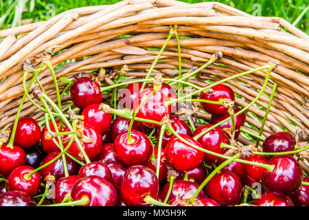 Panier en osier plein de cerises tarte Banque D'Images