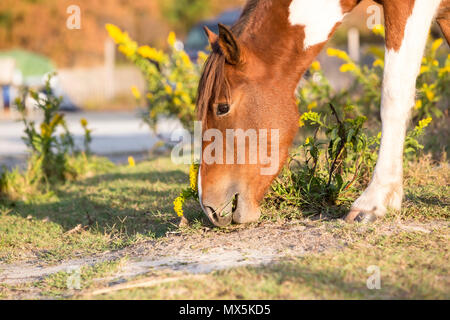 Close up d'un poney sauvage au pâturage Assateague Island National Seashore, Maryland Banque D'Images