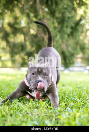 Un heureux gris et blanc, pit-bull terrier dog dans une position arc jouer Banque D'Images