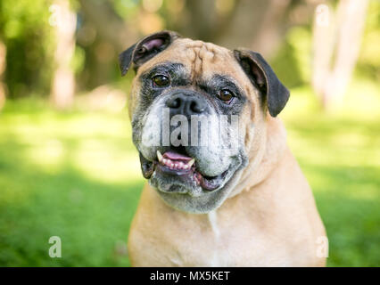 Une écoute pure race Bulldog Victorien avec une inclinaison de tête Banque D'Images