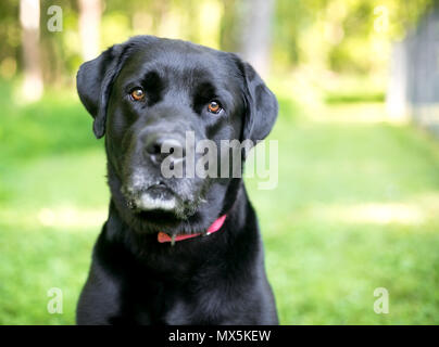 Un chien de race labrador retriever avec fourrure noir brillant Banque D'Images