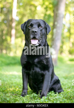 Un chien de race labrador retriever avec fourrure noir brillant Banque D'Images