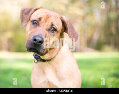 Un Rhodesian Ridgeback dog écoute avec une inclinaison de tête Banque D'Images