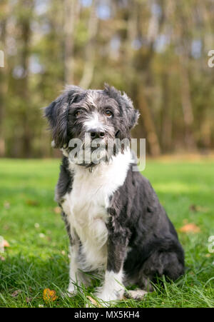Un terrier noir et blanc hirsute mixed breed dog sitting outdoors Banque D'Images