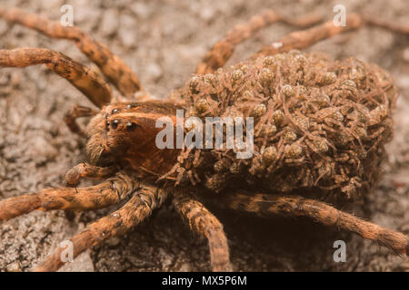 Caroline femelle wolf spider (Hogna carolinensis) portant ses petits sur son dos. L'araignée-loup plus grand en Amérique du Nord et l'état d'araignée SC. Banque D'Images