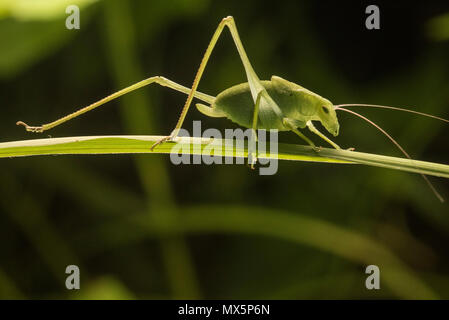 Un petit livre vert katydid caché dans l'herbe, comme vu dans Greenvlle, Caroline du Nord. Banque D'Images