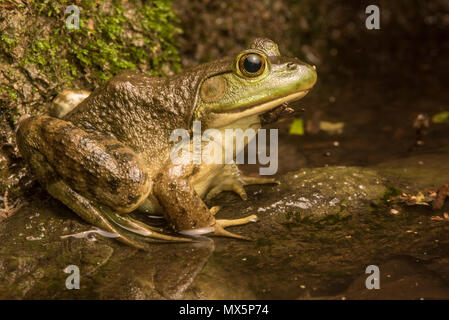 (Lithobates catesbeianus grenouille taureau américain) assis dans une forêt inondée pendant la nuit, il y a des domaines où elles sont envahissantes mais NC est son aire d'origine. Banque D'Images