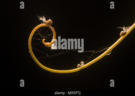 Une vrille à partir d'une vigne avec planthoppers juvénile ( ?) ou l'échelle perché sur les insectes suceurs probablement il le sap et parasitant l'usine. Banque D'Images