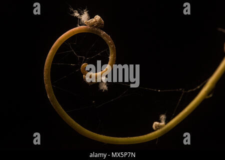 Une vrille à partir d'une vigne avec planthoppers juvénile ( ?) ou l'échelle perché sur les insectes suceurs probablement il le sap et parasitant l'usine. Banque D'Images