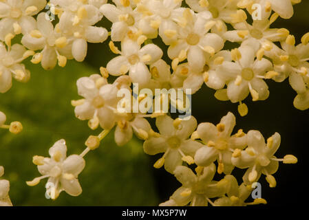 Une grappe de petites fleurs blanches appartenant à l'usine de sureau (Sambucus canadensis) poussent à l'état sauvage dans la forêt en Caroline du Nord. Banque D'Images