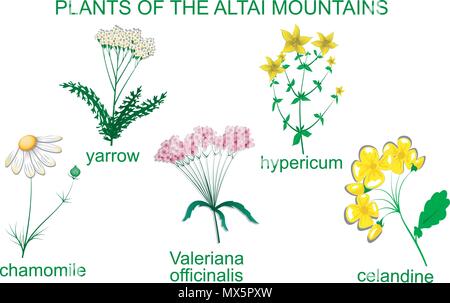 ILLUSTRATION DE PLANTES MÉDICINALES DANS LES MONTAGNES DE L'Altaï Illustration de Vecteur