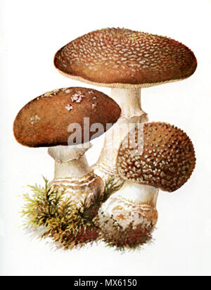 . Grauer Wulstling (Amanita excelsa), Illustration von Albin Schmalfuß, 1897. Note : In der älteren Literatur wird das Bild als jenever in Pantherpilz (Amanita pantherina) betitelt . 1897 Wulstling 253 Grauer-1 Banque D'Images