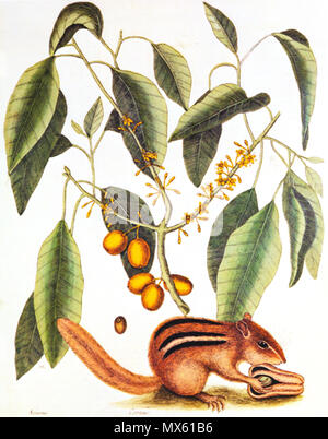 . Tamias striatus . L'histoire naturelle de New York, la Floride et les Bahamas Objet : écureuil et Cormus 118 Mark Catesby 1731 Histoire naturelle Banque D'Images