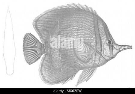 . Il s'agit d'une image intitulée "Chelmon marginalis' du volume 1 de John Lort Stokes' livre 1846 Découvertes en Australie. 1846. 'Drawn sur pierre par W. Mitchell. Hullmandel & Walton lithographes.' 126 Chelmon marginalis (découvertes en Australie) Banque D'Images