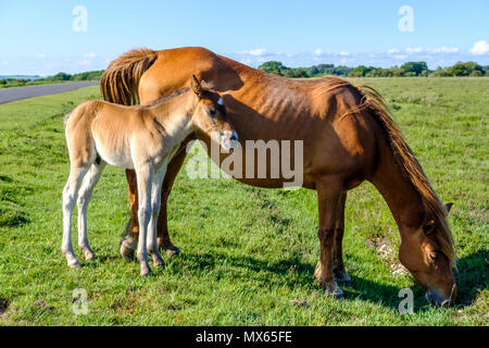 Nouvelle Forêt 2e juin 2018. Poneys New Forest avec de nouveaux poulains nés en superbe flaming juin Sunshine . Poney New Forest est l'un des montagnes et la lande reconnu ou races de poney originaire des îles britanniques. Hauteur varie de 14,2 à environ 12 mains, poneys de toutes tailles devraient être forts, selon les règles, et d'un bon type d'équitation. Paul Chambers Alamy LiveNews Crédit Banque D'Images