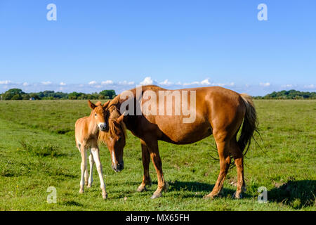 Nouvelle Forêt 2e juin 2018. Poneys New Forest avec de nouveaux poulains nés en superbe flaming juin Sunshine . Poney New Forest est l'un des montagnes et la lande reconnu ou races de poney originaire des îles britanniques. Hauteur varie de 14,2 à environ 12 mains, poneys de toutes tailles devraient être forts, selon les règles, et d'un bon type d'équitation. Paul Chambers Alamy LiveNews Crédit Banque D'Images