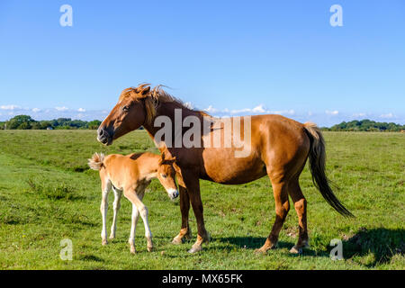 Nouvelle Forêt 2e juin 2018. Poneys New Forest avec de nouveaux poulains nés en superbe flaming juin Sunshine . Poney New Forest est l'un des montagnes et la lande reconnu ou races de poney originaire des îles britanniques. Hauteur varie de 14,2 à environ 12 mains, poneys de toutes tailles devraient être forts, selon les règles, et d'un bon type d'équitation. Paul Chambers Alamy LiveNews Crédit Banque D'Images