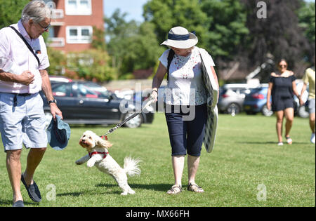 Eastbourne UK 3 Juin 2018 - Royaume-Uni Météo : Ce chien est très heureux au soleil au terrain de cricket Saffrons Sussex où les requins sont à l'Essex Eagles à Eastbourne avec les températures devraient atteindre les 20s dans certaines parties du Sud est aujourd'hui Crédit : Simon Dack/Alamy Live News Banque D'Images