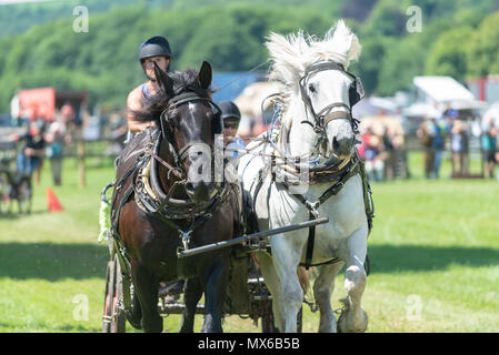 Chevaux percherons prendre part à un concours de chevaux lourds conduisant à un festival d'histoire vivante au Weald & Downland Musée vivant dans le West Sussex, Angleterre. Banque D'Images
