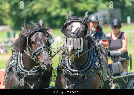 Chevaux percherons prendre part à un concours de chevaux lourds conduisant à un festival d'histoire vivante au Weald & Downland Musée vivant dans le West Sussex, Angleterre. Banque D'Images