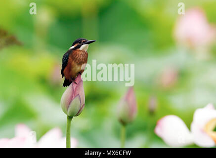 Qingdao, Chine, province du Fujian. 1er juin 2018. Un oiseau repose sur une fleur de lotus dans Wufu Canton de Wuyishan City, dans le sud-est de la province de Fujian en Chine, le 1 juin 2018. Credit : Qiu Ruquan/Xinhua/Alamy Live News Banque D'Images