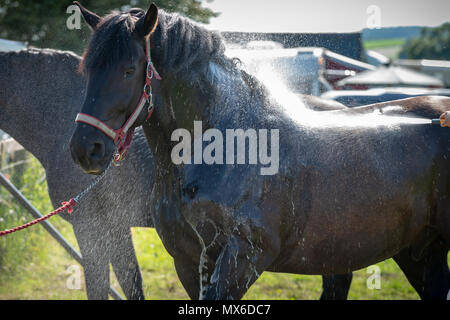 Singleton, West Sussex, UK. 3e juin 2018. Après une chaude journée, un cheval est refroidie après avoir participé à un événement au cours du Festival d'histoire vivante au Weald & Downland musée vivant. Crédit : Scott Ramsey/Alamy Live News Banque D'Images