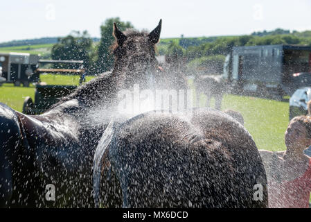 Singleton, West Sussex, UK. 3e juin 2018. Après une chaude journée, un cheval est refroidie après avoir participé à un événement au cours du Festival d'histoire vivante au Weald & Downland musée vivant. Crédit : Scott Ramsey/Alamy Live News Banque D'Images