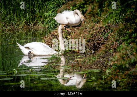 Oakham, UK. 3e juin 2018. 3 juin 2018 : Femme Swan avec son nouveau né cygnets juste heures avec plus d'oeufs à éclore un jour chaud avec un ciel bleu par le cannal comme son partenaire masculin watchers plus. Credit : Clifford Norton/Alamy Live News Banque D'Images