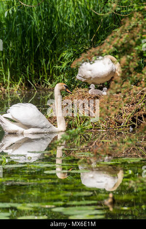 Oakham, UK. 3e juin 2018. 3 juin 2018 : Femme Swan avec son nouveau né cygnets juste heures avec plus d'oeufs à éclore un jour chaud avec un ciel bleu par le cannal comme son partenaire masculin watchers plus. Credit : Clifford Norton/Alamy Live News Banque D'Images