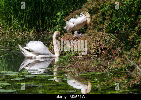 Oakham, UK. 3e juin 2018. 3 juin 2018 : Femme Swan avec son nouveau né cygnets juste heures avec plus d'oeufs à éclore un jour chaud avec un ciel bleu par le cannal comme son partenaire masculin watchers plus. Credit : Clifford Norton/Alamy Live News Banque D'Images