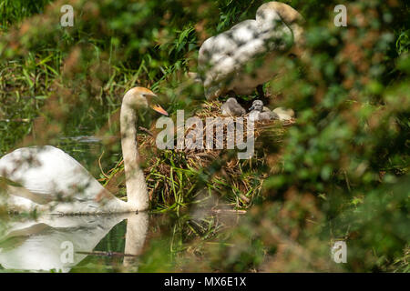 Oakham, UK. 3e juin 2018. 3 juin 2018 : Femme Swan avec son nouveau né cygnets juste heures avec plus d'oeufs à éclore un jour chaud avec un ciel bleu par le cannal comme son partenaire masculin watchers plus. Credit : Clifford Norton/Alamy Live News Banque D'Images