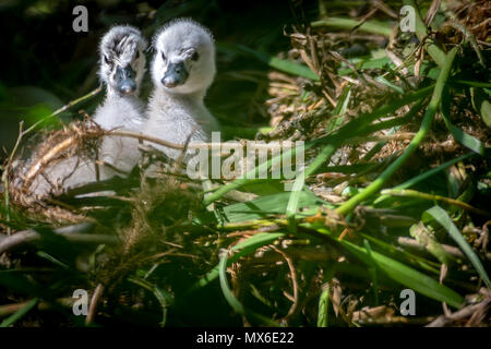 Oakham, UK. 3e juin 2018. 3 juin 2018 : Femme Swan avec son nouveau né cygnets juste heures avec plus d'oeufs à éclore un jour chaud avec un ciel bleu par le cannal comme son partenaire masculin watchers plus. Credit : Clifford Norton/Alamy Live News Banque D'Images