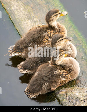 Water of Leith, Leith, Édimbourg, Écosse, Royaume-Uni. Trois jeunes canetons de pallard, Anas platyrhynchos, alignés sur une planche de bois dans la rivière Banque D'Images